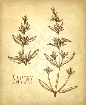 Savory set. Ink sketch on old paper background. Hand drawn vector illustration. Retro style.