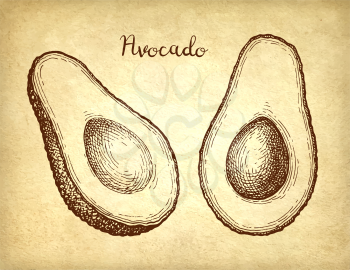 Ink sketch of avocado on old paper background. Hand drawn vector illustration. Retro style.