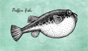 Fugu fish. Takifugu rubripes. Japanese puffer. Ink sketch on old paper background. Hand drawn vector illustration. Retro style.