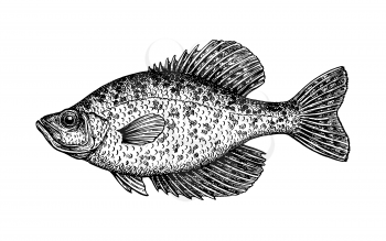 Crappie. Freshwater fish. Ink sketch isolated on white background. Hand drawn vector illustration. Retro style.