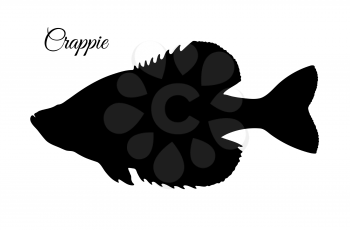 Crappie. Freshwater fish. Silhouette isolated on white background.