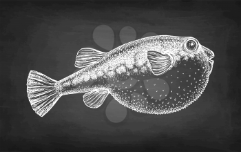 Fugu fish. Takifugu rubripes. Japanese puffer. Chalk sketch on blackboard background. Hand drawn vector illustration. Retro style.