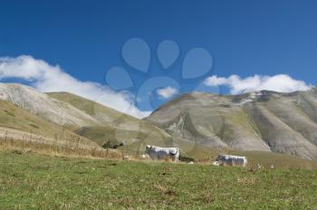 White cows grazing on mountain pastures Italy