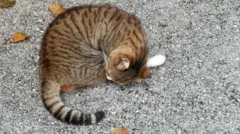 Lonely old sick cat living on the street. Homeless brown cat abandoned.