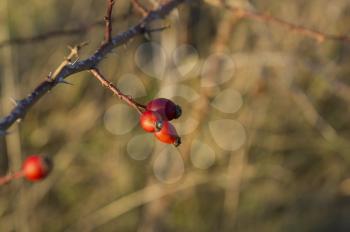 Wild rosehip is a source of vitamins for drinks and compotes. The branch of wild rosehip on blurred background.