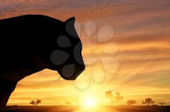 Jaguar animal's head at sunset background