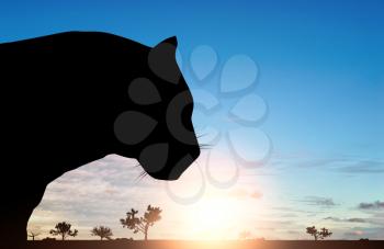 Jaguar animal's head on a background of dawn