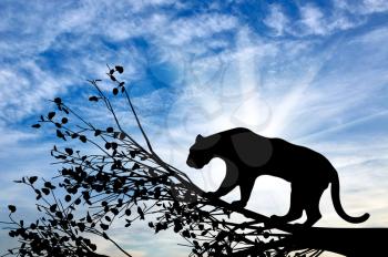 Jaguar animal on the tree against the sky