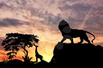 Silhouette of a lion on a hill at sunset savanna