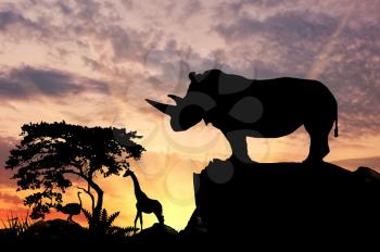Silhouette of rhino on a hill at sunset savanna