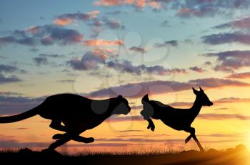 Concept of hunting. Silhouette of a cheetah running after a gazelle at sunset
