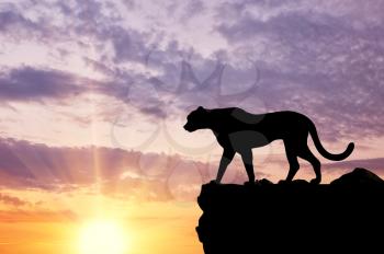 Silhouette of a cheetah looking into the distance on a hill against the evening sky