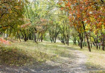 Autumn season. Bright autumn forest with walking path