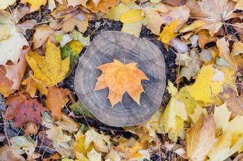 Beautiful autumn maple leaf on a tree stump