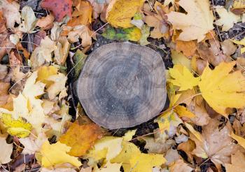 Autumn tree stump surrounded by leaves