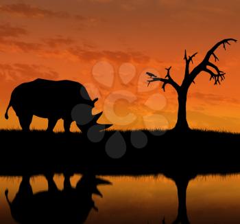 Silhouette of rhino near the river. The concept of wildlife