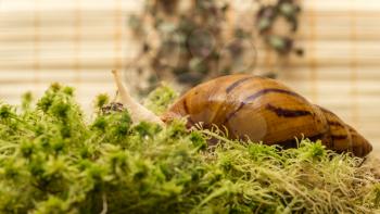 Snail-albino, Achatina Achatina, White tiger, in sphagnum moss. Shallow depth of field, focus on the eye of a snail.