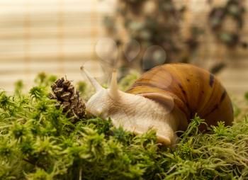 Snail-albino, Achatina Achatina, White tiger, in sphagnum moss. Shallow depth of field, focus on the eye of a snail.