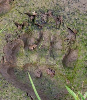 Fresh trail of the brown bear. There sit the little frog. Russia.