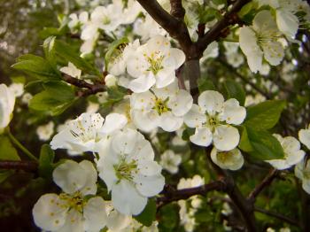 Apple tree, blooming in late spring. Close-up.