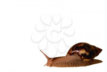 Giant African snail, Achatina, isolated on a white background.