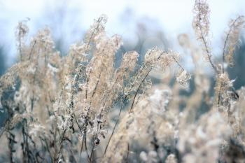 Beautiful background with fireweed autumn day. Shallow depth of field.