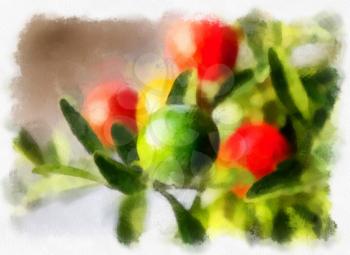 Plant with orange, red and green berries, solanum pseudocapsicum.