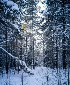 Forest after a heavy snowfall. Photo toned.