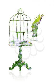 Double exposure with a silhouette of an elegant coffee table and a birdcage. Cockatoo sits on the door open cage.