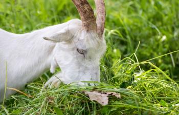 Adult white goat village with large horns eats green grass mown.