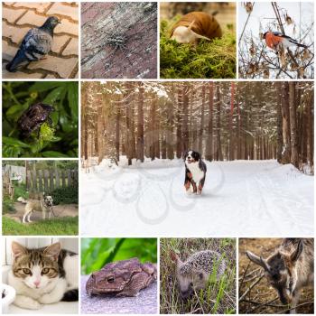A collage of 11 photos of different animals. In the center is a mountain dog.