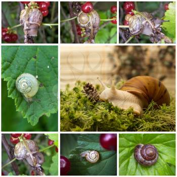 Collage with various kinds of beautiful snails.