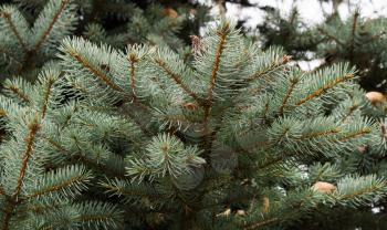 Beautiful dark background with branches of blue spruce.