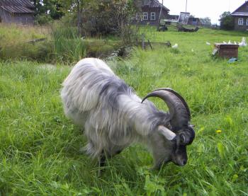 The grey goat walks in a green grass.
