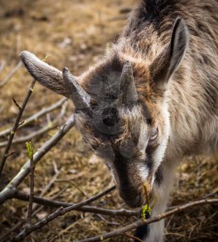 Alpine Goatling breeds eats bark from the branches.