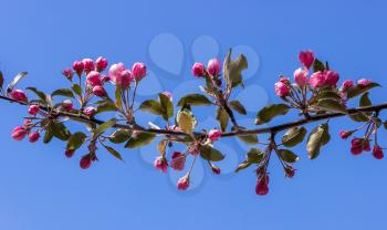 Branch of apple blossoms against the blue sky.