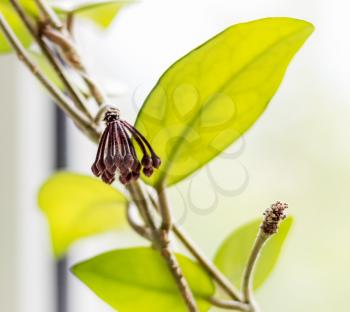 Flower buds Hoya, wax ivy, among green leaves.