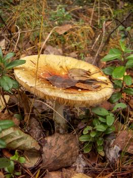 Old orange mushroom of birch leaves and cranberries.
