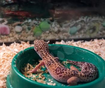 Leopard Gecko sits in a bowl in the cage. Shallow depth of field, focus on the head of a lizard.