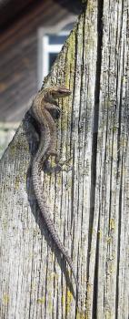 Lizard crawling on board wooden fence. Close-up.