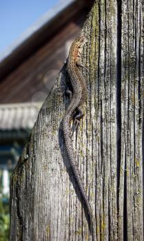 Lizard crawling on board wooden fence.