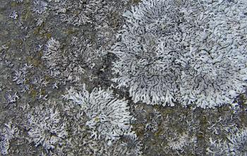 Beautiful texture of a large gray lichen.