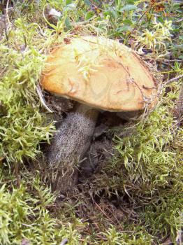 Mushrooms Orange-cap boletus Leccinum , growing in moss Calliergon. Focus on a stem of the fungus.