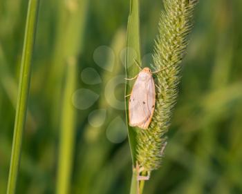 Beautiful Butterfly sitting on Phleum on a background of green grass.