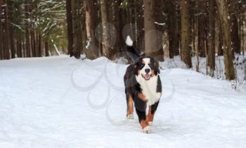 Happy mountain dog ran across the snow-covered road.
