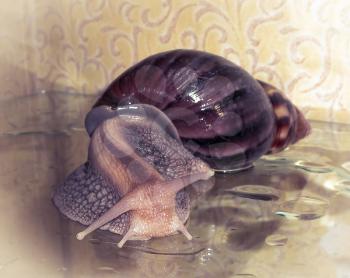 Achatina snail crawling on the wet glass. Tinted image.