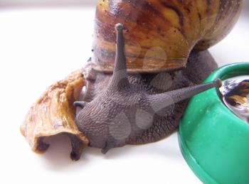 Giant African snail arhahatina eat mushrooms.