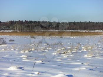 Winter landscape with blue sky, forest, reeds and sparkling snow.