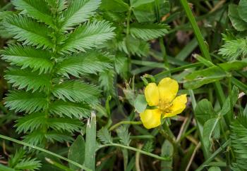 Silverweed, Potentilla anserina, leaf and yellow flower