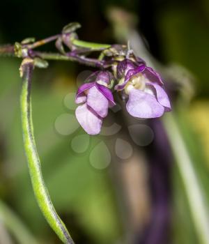 Blooming purple beans draconic tongues. Focus on flower.